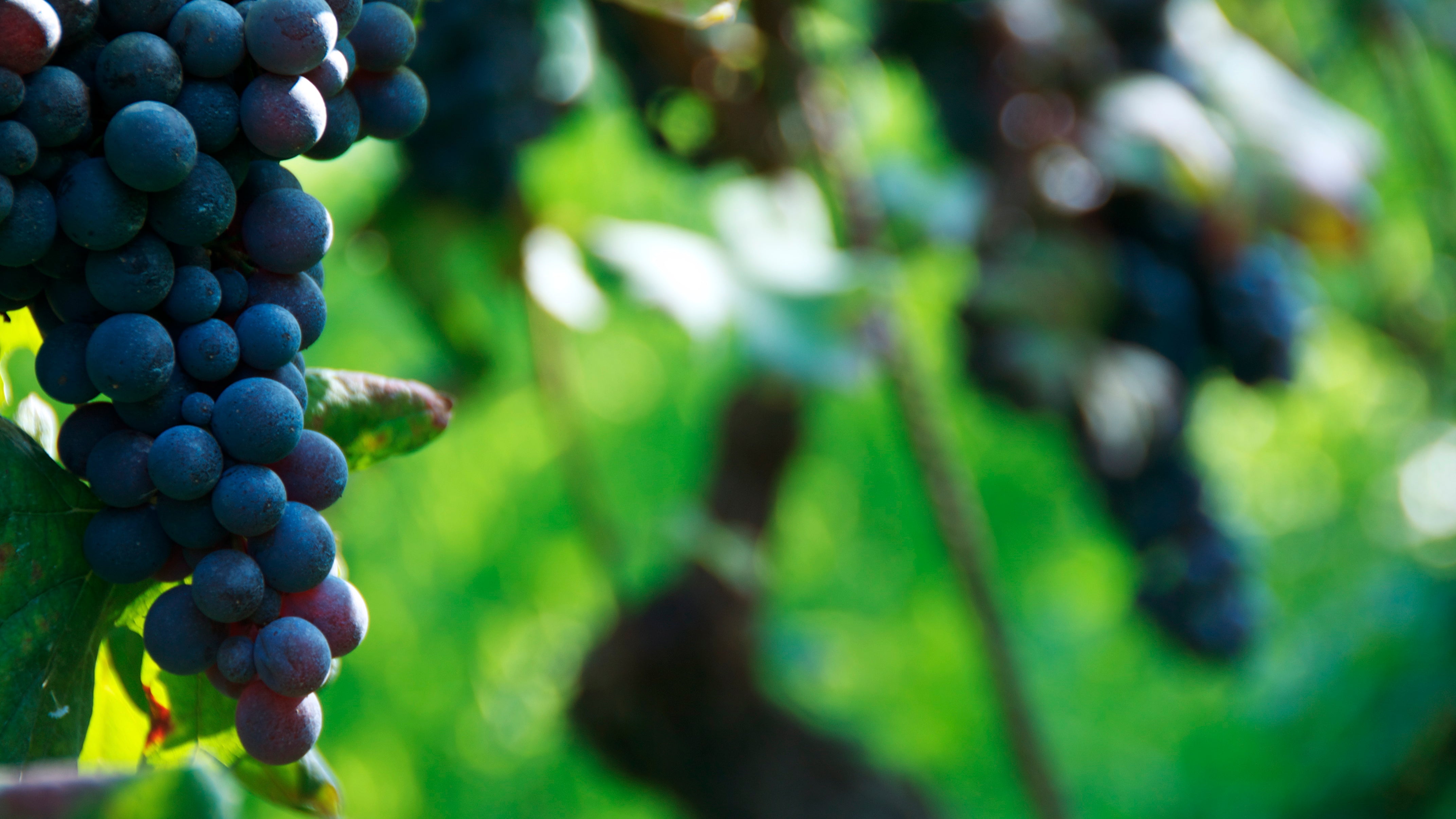 Rotwein